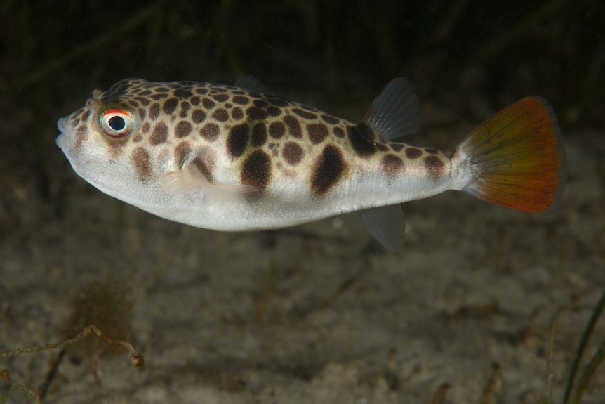 A small spotted fish with a coloured tail, swimming.