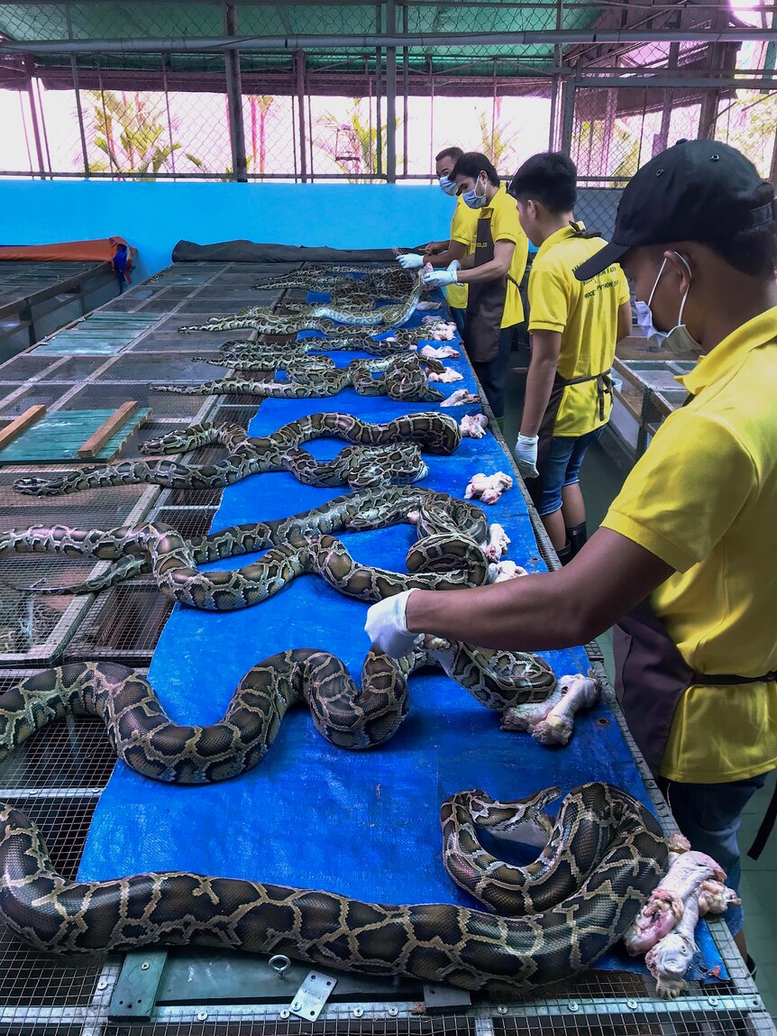 a line of workers feeding snakes