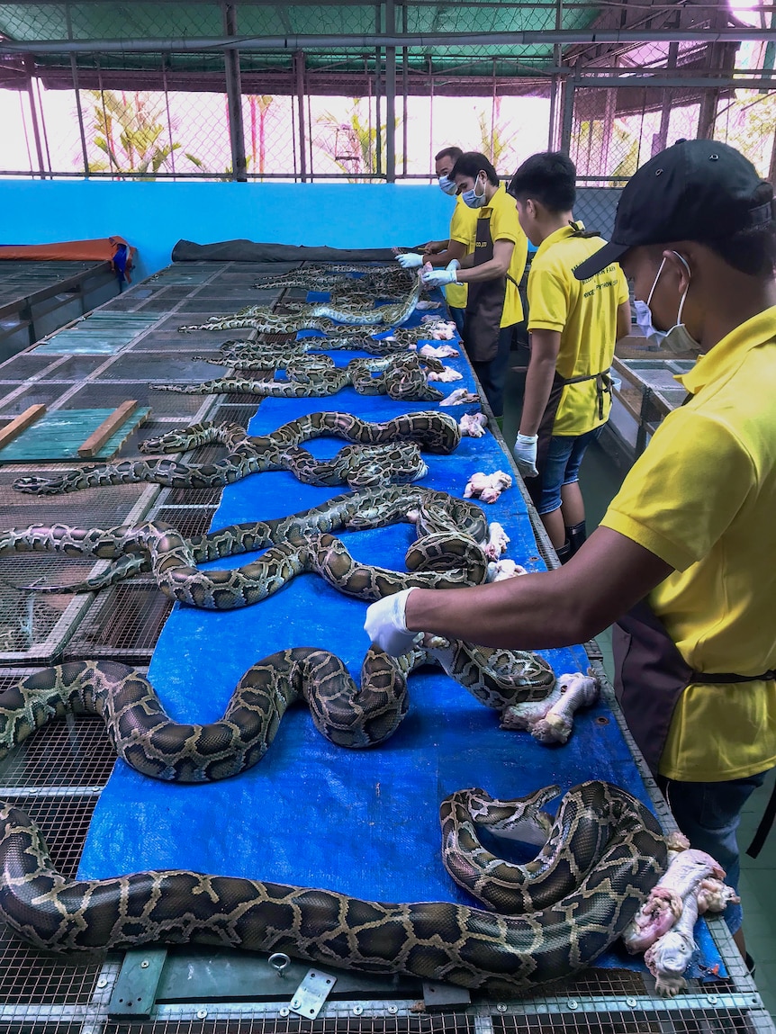 a line of workers feeding snakes