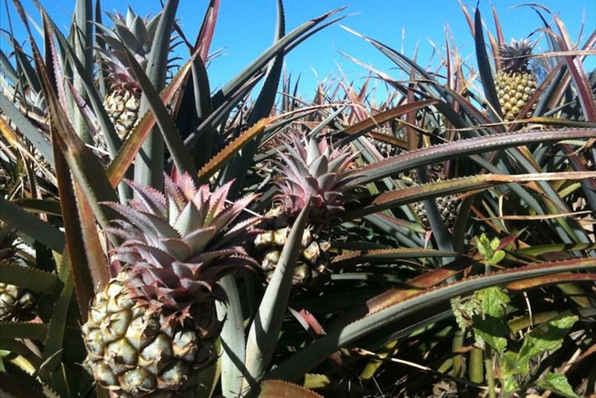 Pineapples growing at Hay Point in Queensland.