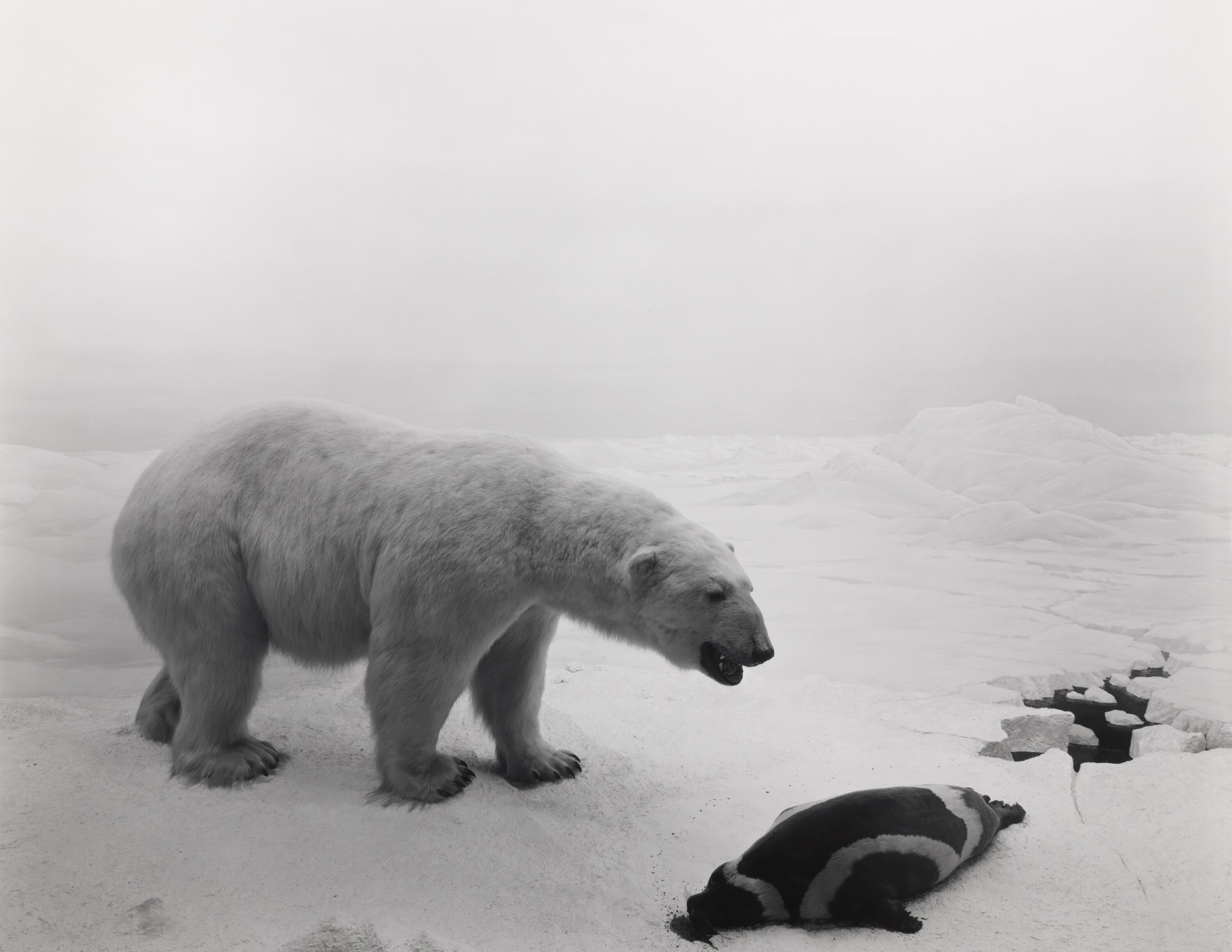 A black and white photograph of a polar bear about to eat a seal on ice