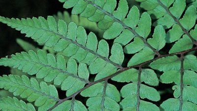 Ferns, Palms and Cycads - Gardening Australia