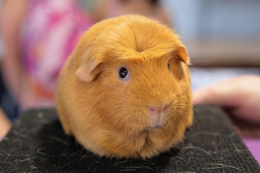 An orange cute guinea pig with a tuft on its head