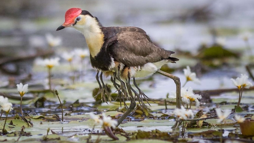 A male comb-crested jacana carrying his chicks under his wings to safety.