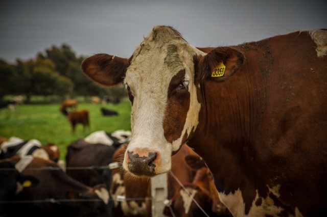 A brown dairy cow stands  next to a fence in a green paddock, with a herd behind it.