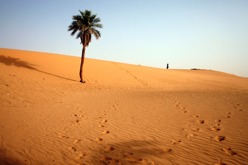 A girl walks across a sand dune in the distance, with a palm tree in the foreground 