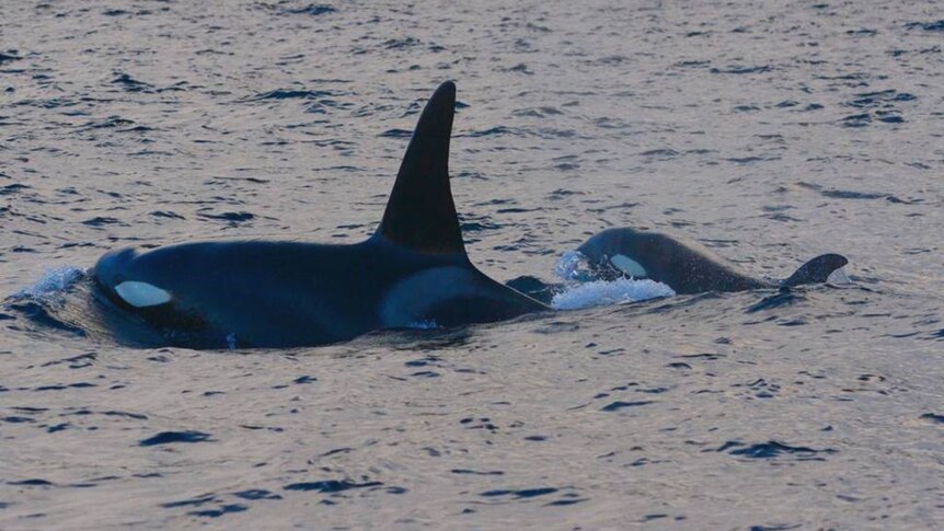 A rare recording of killer whale voices off Tasmania's south-east