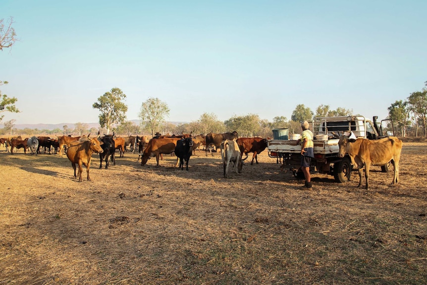 These cattle are owned by the local Catholic mission in Kalumburu.