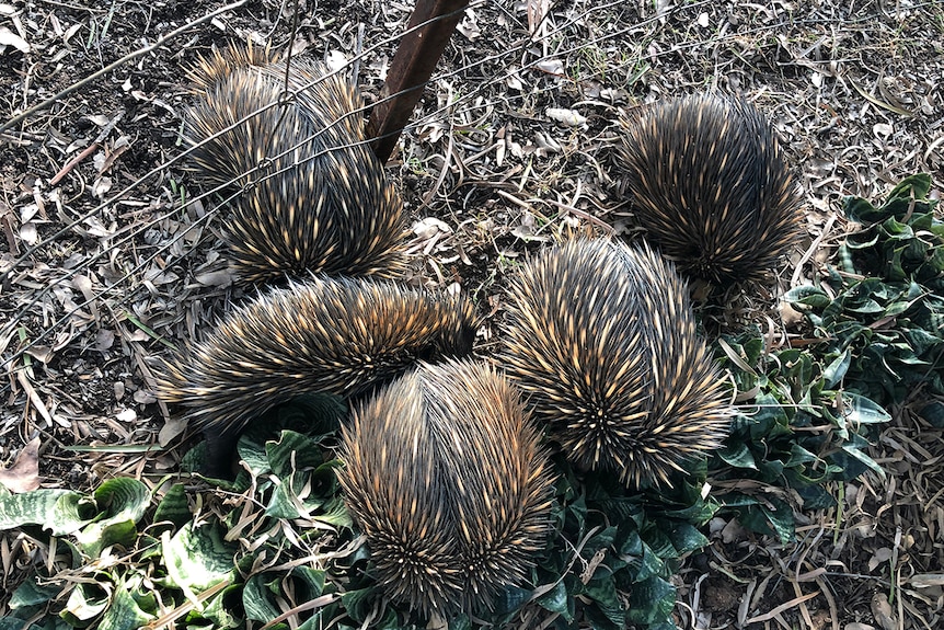 Five echidnas huddle together in a garden bed