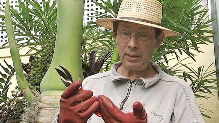 Protect While Pruning - Gardening Australia