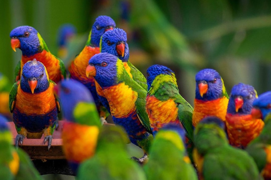 A flock of lorikeets.