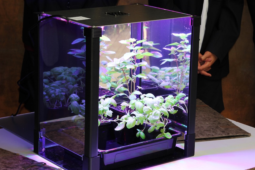 A mirrored high-tech small vegetable patch green basil plants inside