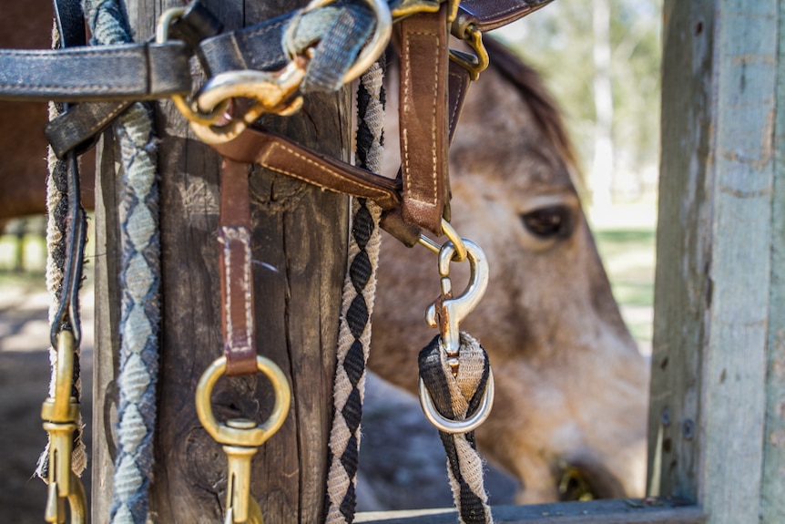 Buck stands behind reins in his paddock at Tamborine, south of Brisbane.