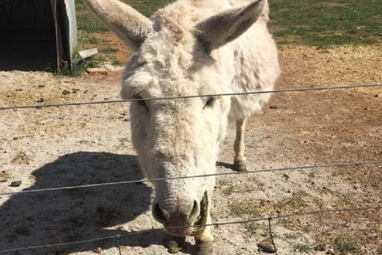 A white-haired donkey.