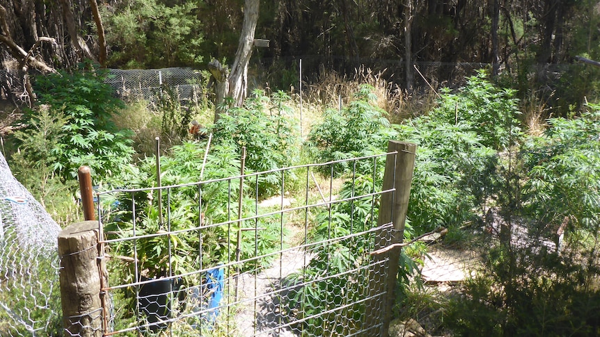 A number of cannabis plants are seen in a fenced-off garden.