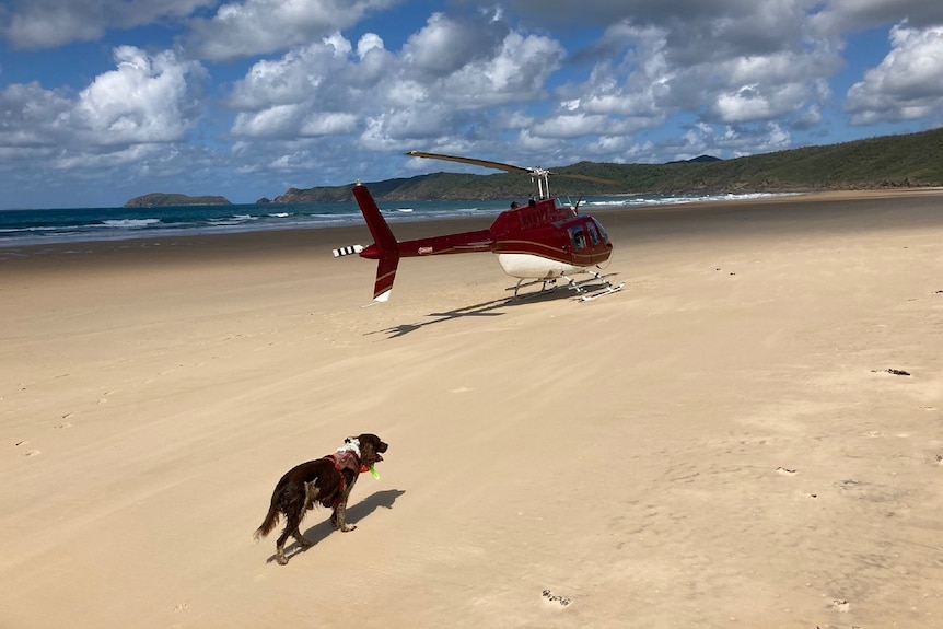 A dog trots towards a red helicopter on a broad, sunny beach.
