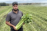A man wearing a hat in a field of celery while holding celery