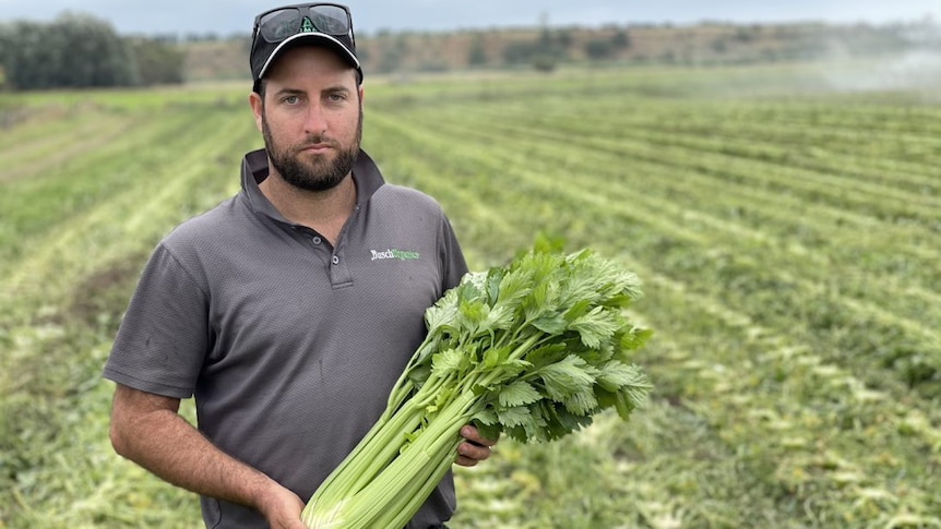 A man wearing a hat in a field of celery while holding celery