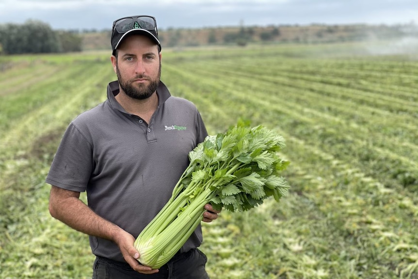 A man wearing a hat in a field of celery while holding celery