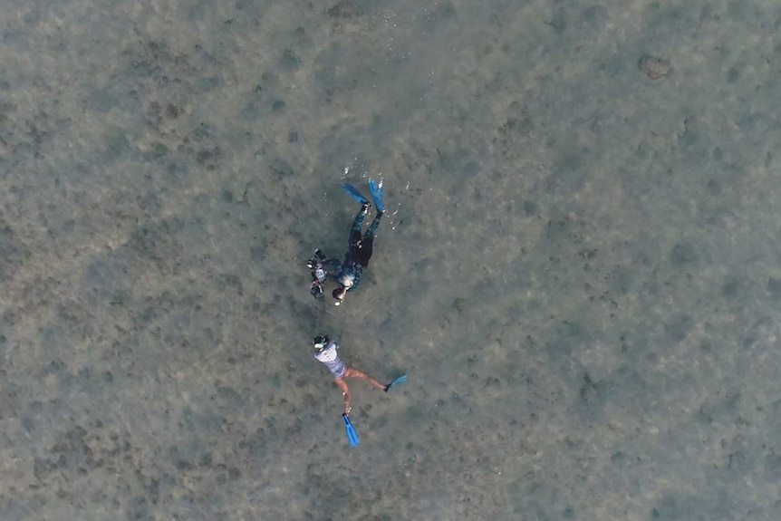Aerial birds eye view of two people snorkelling  in water.