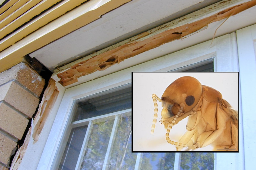 Window sills eaten away by West Indian drywood termites with inset photo of insect.