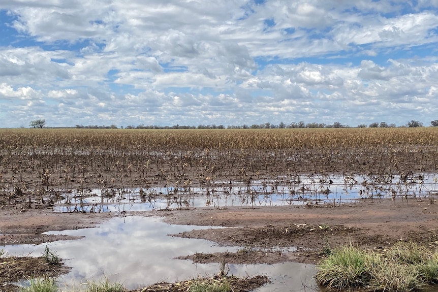 A paddock with big puddles and a wet crop of lupins.