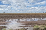 A paddock with big puddles and a wet crop of lupins.