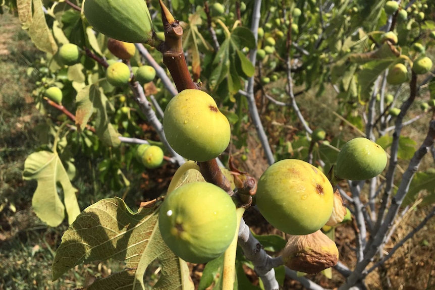Figs on a tree suffering from heat and a lack of water