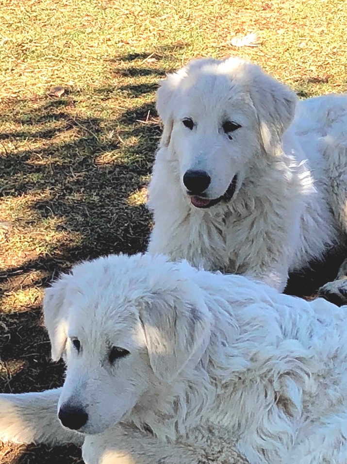 Two fluffy white dogs lie on the grass in the shade.