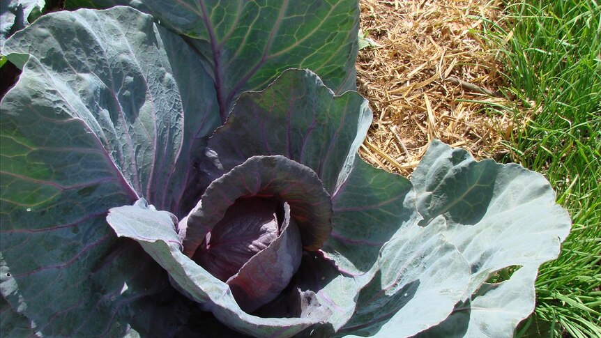 Red cabbage in Canberra's community garden in Cook