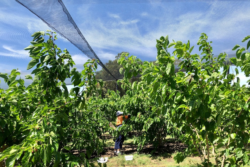 A worker picking fruit amongst the trees with the net above