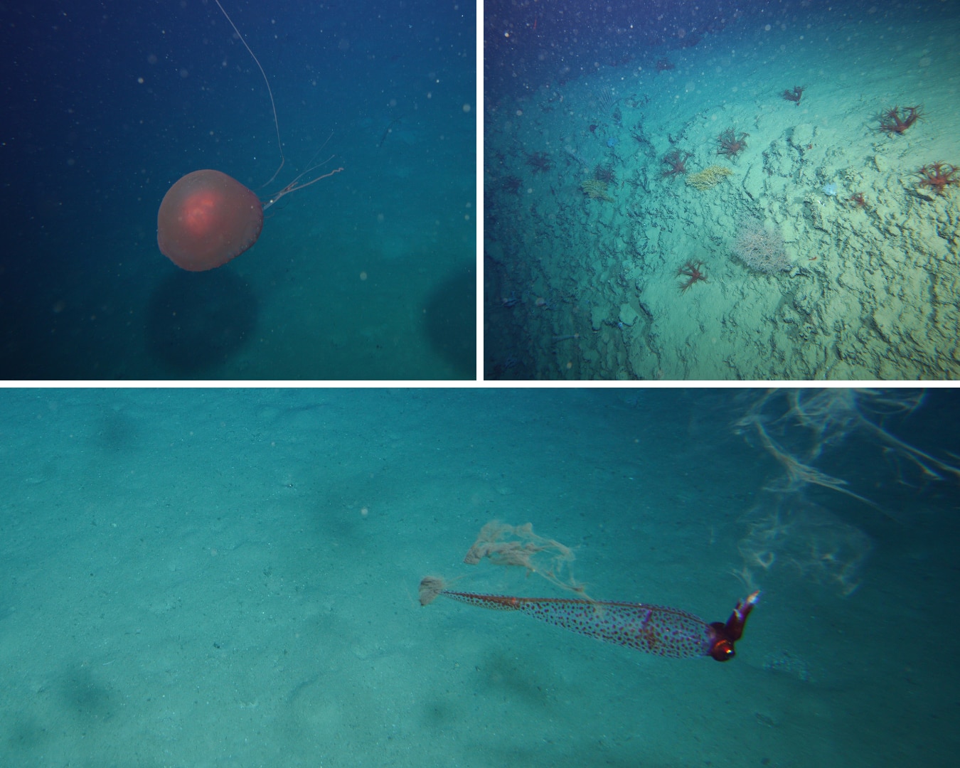 Un collage de photos sous-marines comprenant un poisson coloré, un corail et une méduse.