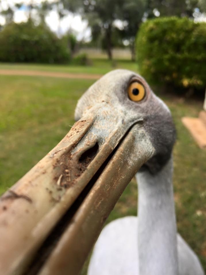 A close up of Brollie the Brolga's face.