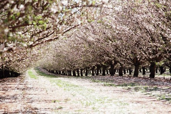 Almond trees blossom
