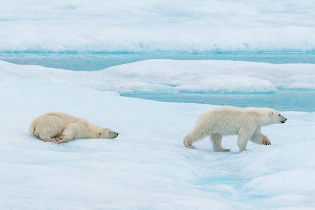 Two polar bear cubs on the ice