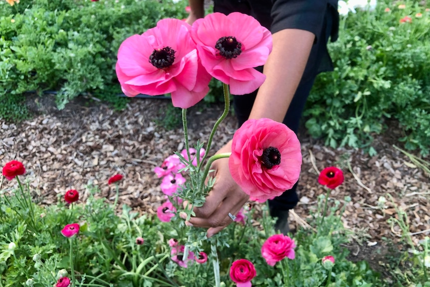 A hand reaches out to pick some beautiful pink flowers.
