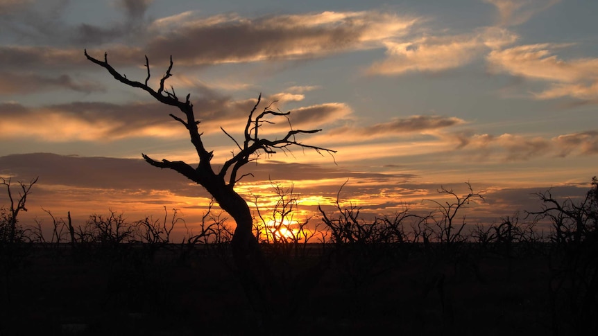 Black dead tree silhouettes backlit by a setting sun.