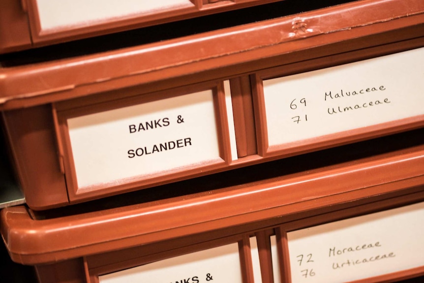 Banks and Solander collection