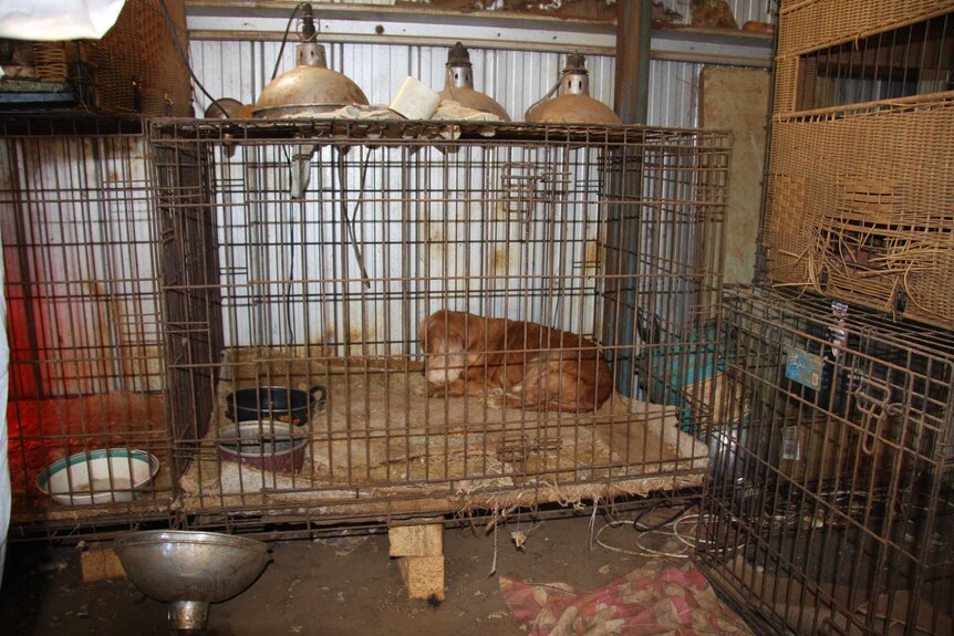 A cocker spaniel dog lies in a cage with its head down in a dilapidated shed.