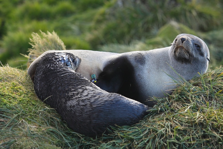 Tagged fur seals on Marion Island
