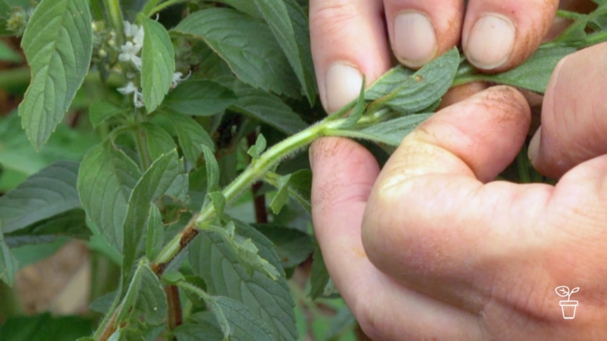 Finger indicating spot below a leaf junction on the stem of a plant