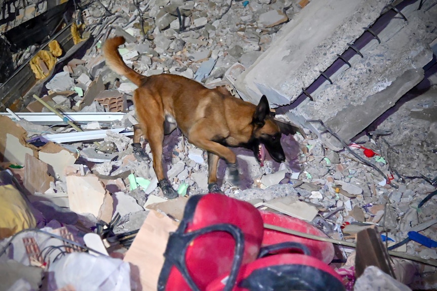A French rescue dog searches in rubbles in the town of Osmaniye, Turkey.