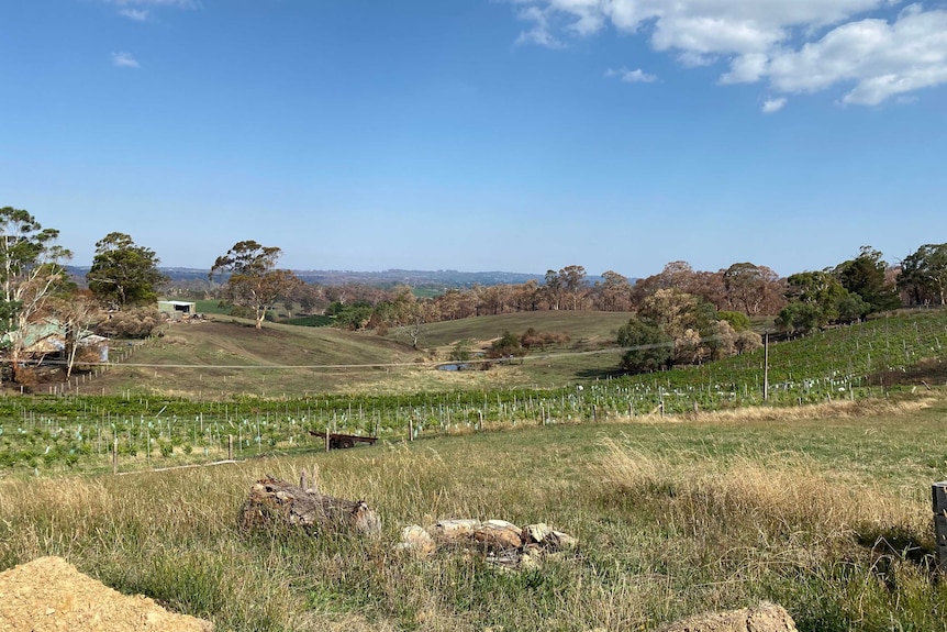 A valley in the Adelaide Hills with vineyards in the foreground.