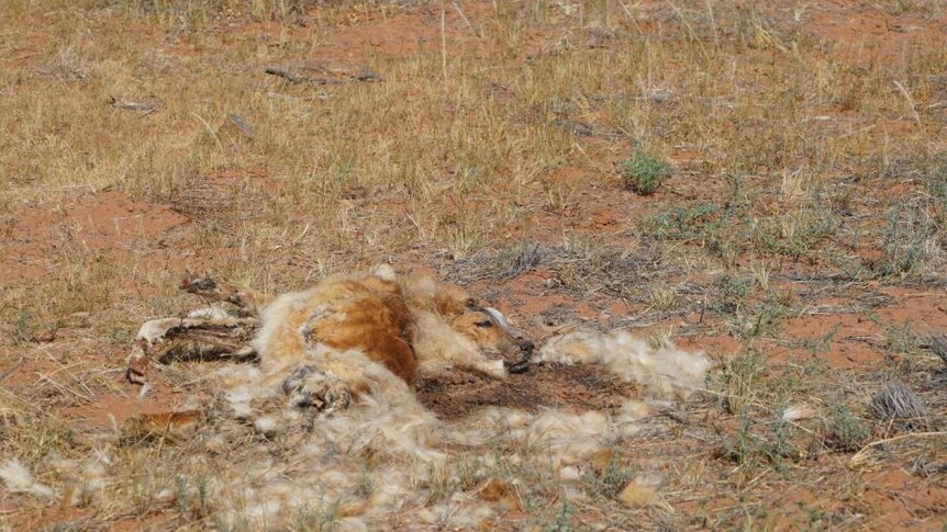 A dead dingo