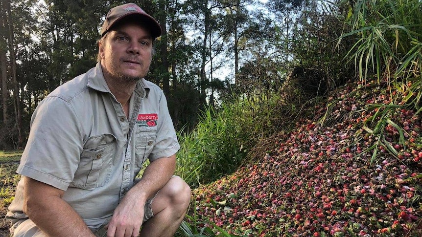 Strawberry Field's David Carmichael with some of the fruit that had to be dumped.