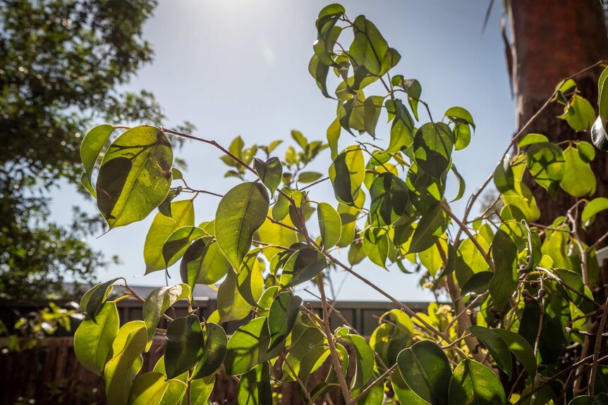 Sun shines on green leaves