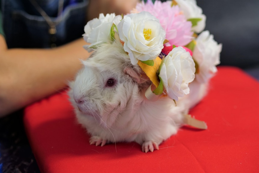 A white guinea pig with a flower crown