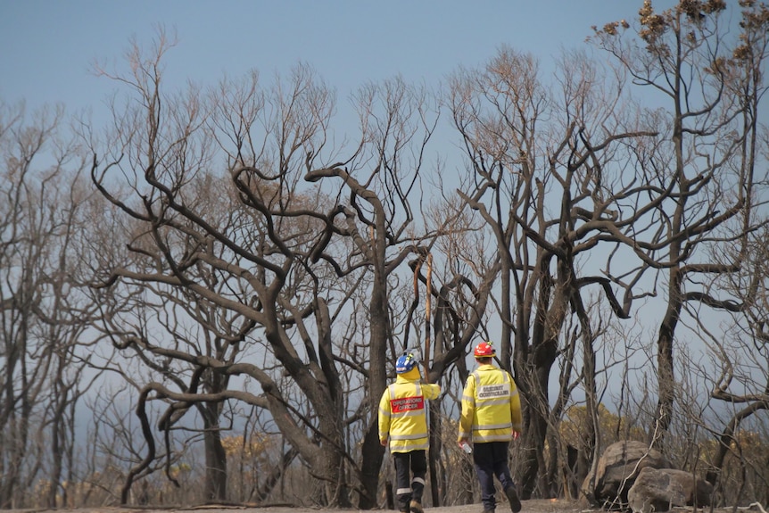 Firefighters stand in front of twisted burnt out trees