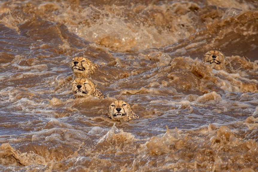 Four cheetahs swimming in a flooded river