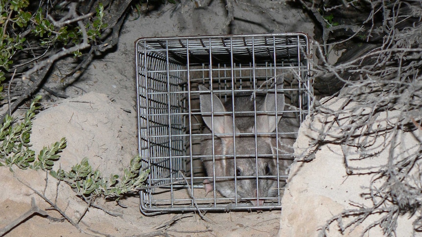 A bilby in a cage at Venus Bay Conservation Park.